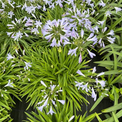 Agapanthus 'Peter Pan' plants and flowers at Big Plant Nursery