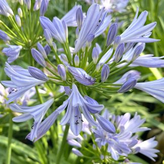 Agapanthus 'Pitchoune Blue'花在大植物苗圃开云体育官方首页网站下载安装