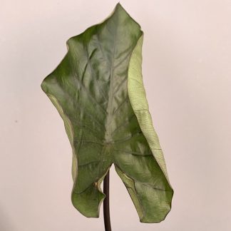 Colocasia 'Tea Cup' leaf at Big Plant Nursery