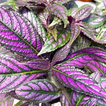 Strobilanthes dyeriana leaves on plants growing at Big Plant Nursery