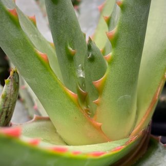 Aloe conifera 'Twirl' close up of new growth at Big Plant Nursery