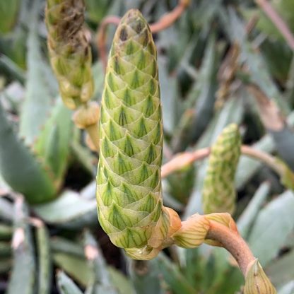 Aloe conifera 'Twirl' flower bud at Big Plant Nursery