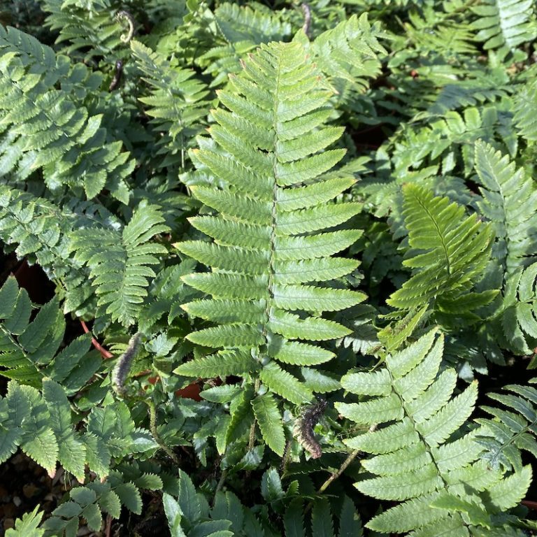 Dryopteris atrata - Big Plant Nursery