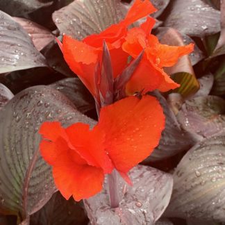 Canna 'Red Velvet' flower at Big Plant Nursery