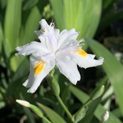 Iris confusa flower at Big Plant Nursery