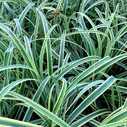 Carex trifida 'Rekohu Sunrise' leaves on plants growing at Big Plant Nursery