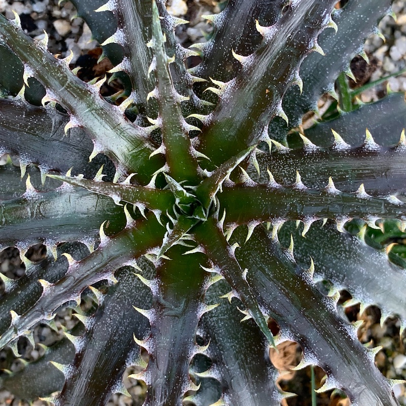 Dykia 'Brittle Star' mature plant