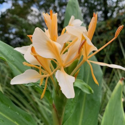Hedychium 'Gold Flame' flowering at Big Plant Nursery