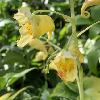 Impatiens pritzelii 'Sichuan Gold' flowering at Big Plant Nursery