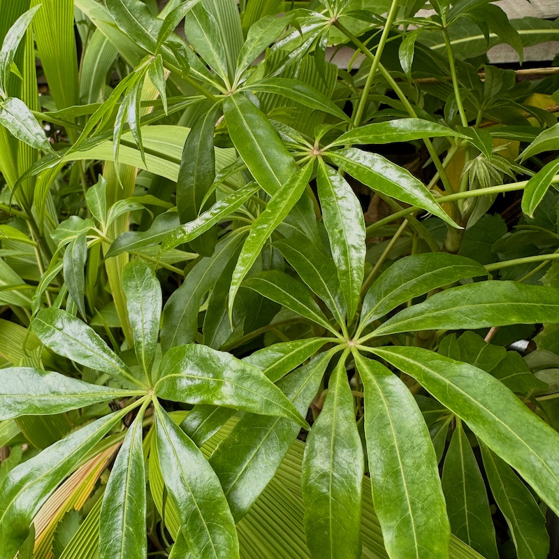 Schefflera taiwaniana at Big Plant Nursery