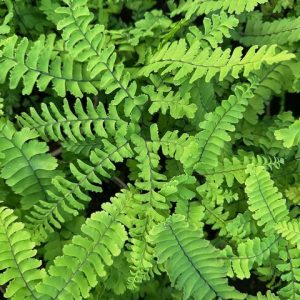 Ferns & Tree Ferns - Big Plant Nursery