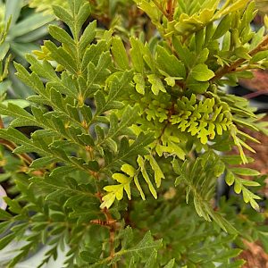 Lomatia ferruginea - Big Plant Nursery