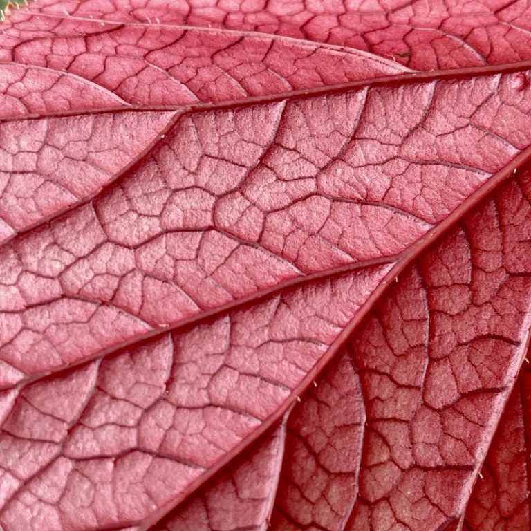 Big Leaves - Big Plant Nursery