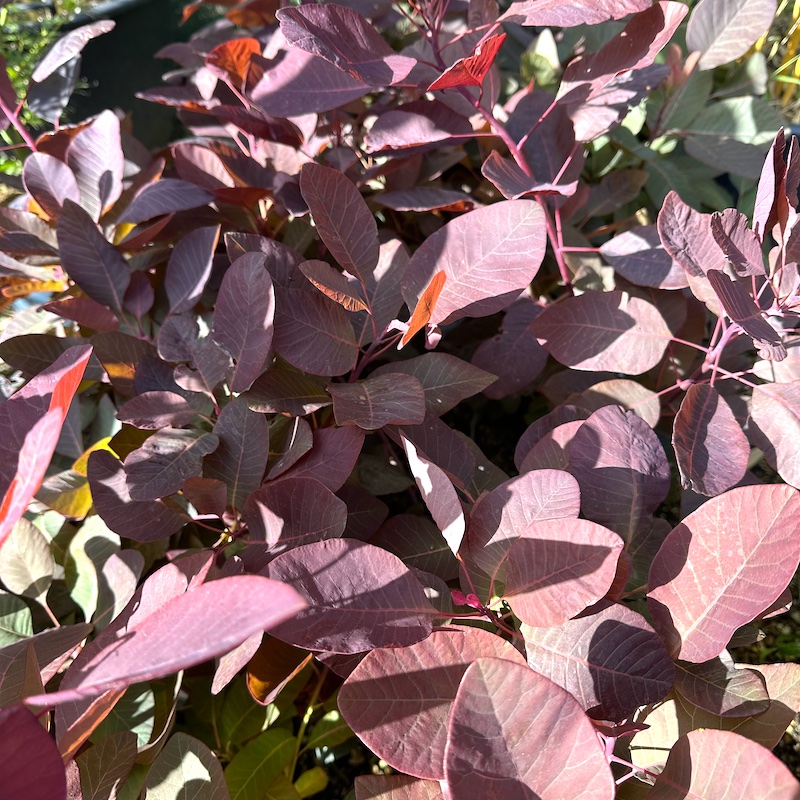 Cotinus coggygria 'Grace' leaf colour in summer