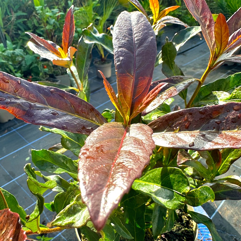 Viburnum odoratissimum 'Coppertop' new growth at Big Plant Nursery