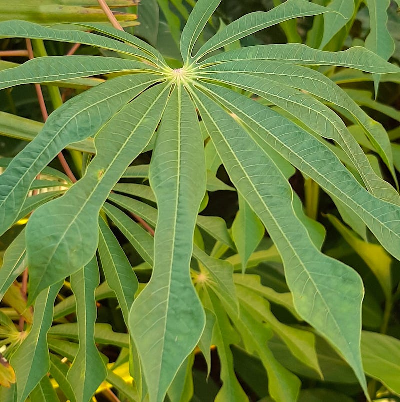 Manihot grahamii leaf close up photograph