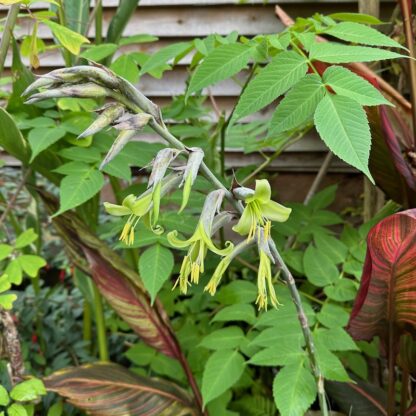 Puya mirabilis flower spike on plant at Big Plant Nursery