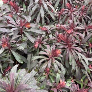 Euphorbia 'Miner's Merlot' - Big Plant Nursery