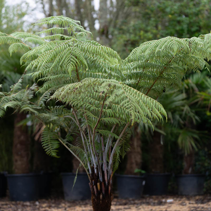 Cyathea dealbata, Alsophila tricolour the Silver Tree Fern