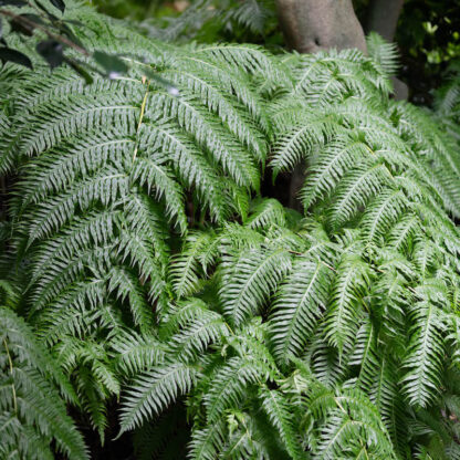 Woodwardia radicans Giant Chain Fern Walking Fern