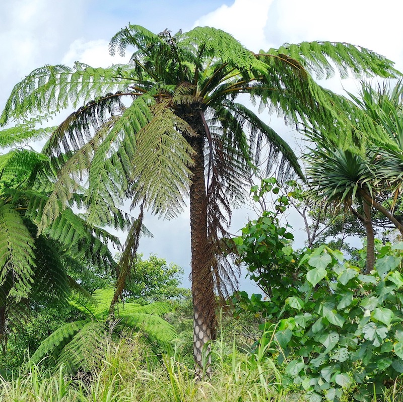 Cyathea lunulata mature specimen tree fern